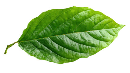 Obraz premium Green Leaf Isolated on white Background