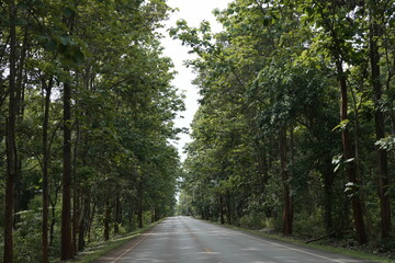 Fototapeta premium The road winds through a valley, surrounded by towering mountains. Trees line both sides, their green leaves gently swaying, creating a peaceful nature trail amidst stunning scenery.