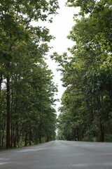 Fototapeta premium The road winds through a valley, surrounded by towering mountains. Trees line both sides, their green leaves gently swaying, creating a peaceful nature trail amidst stunning scenery.