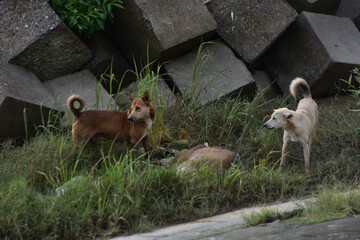 Two dogs eat the carcass of a dead cow