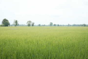 Lush green rice paddy fields stretch towards distant mountains under a cloudy sky, capturing the beauty of rural agriculture and natural landscapes.