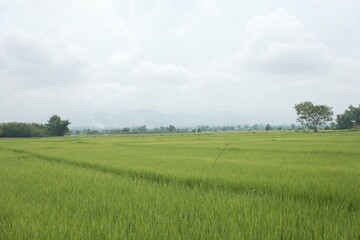 Lush green rice paddy fields stretch towards distant mountains under a cloudy sky, capturing the beauty of rural agriculture and natural landscapes.