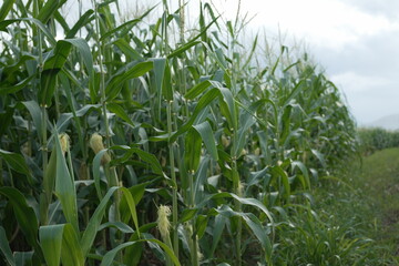young corn cobs and green leaves on a field background close-up. Corn farm. A selective focus picture of corn cob in organic corn field. concept of good harvest, agricultural. farmland