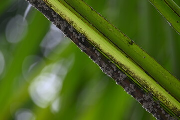 Black ants eating Brevicoryne brassicae. Its common names cabbage aphid and cabbage aphis. Its destructive aphid (plant louse) native to Europe that is now found in many other areas of the world.