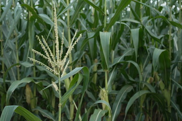 Fototapeta premium young corn cobs and green leaves on a field background close-up. Corn farm. A selective focus picture of corn cob in organic corn field. concept of good harvest, agricultural. farmland