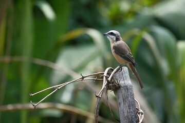 Brown Shrike Perched on Wooden Post in Taipei City