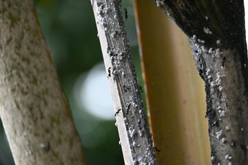 Black ants eating Brevicoryne brassicae. Its common names cabbage aphid and cabbage aphis. Its...