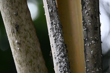 Black ants eating Brevicoryne brassicae. Its common names cabbage aphid and cabbage aphis. Its...