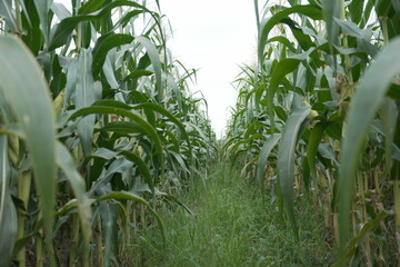Obraz premium young corn cobs and green leaves on a field background close-up. Corn farm. A selective focus picture of corn cob in organic corn field. concept of good harvest, agricultural. farmland