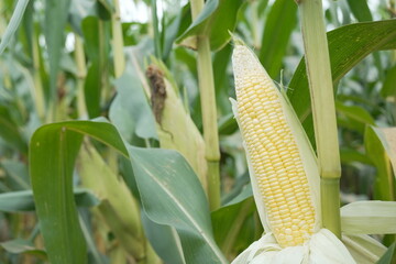 young corn cobs and green leaves on a field background close-up. Corn farm. A selective focus picture of corn cob in organic corn field. concept of good harvest, agricultural. farmland
