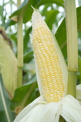 young corn cobs and green leaves on a field background close-up. Corn farm. A selective focus picture of corn cob in organic corn field. concept of good harvest, agricultural. farmland