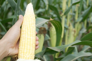 young corn cobs and green leaves on a field background close-up. Corn farm. A selective focus picture of corn cob in organic corn field. concept of good harvest, agricultural. farmland