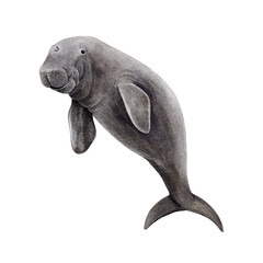 Dugong underwater animal vintage watercolor illustration. Hand drawn sea cow endangered marine life mammal. Single dugong isolated on white background