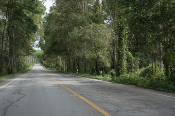 The road winds through a valley, surrounded by towering mountains. Trees line both sides, their green leaves gently swaying, creating a peaceful nature trail amidst stunning scenery.