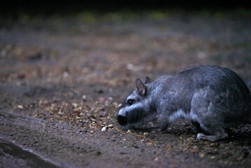 Plains viscacha or vizcacha, Lagostomus maximus, during nighttime, when this species, which is nocturnal, remains active and out of its burrows. El Palmar National Park, Entre Rios, Argentina.