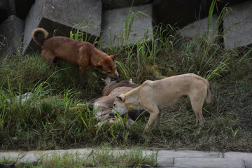 Two dogs eat the carcass of a dead cow