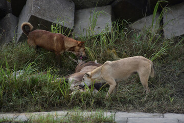 Two dogs eat the carcass of a dead cow
