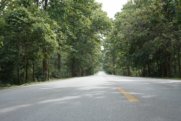 The road winds through a valley, surrounded by towering mountains. Trees line both sides, their green leaves gently swaying, creating a peaceful nature trail amidst stunning scenery.