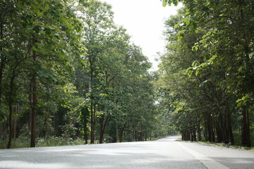 Obraz premium The road winds through a valley, surrounded by towering mountains. Trees line both sides, their green leaves gently swaying, creating a peaceful nature trail amidst stunning scenery.