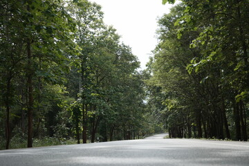 Obraz premium The road winds through a valley, surrounded by towering mountains. Trees line both sides, their green leaves gently swaying, creating a peaceful nature trail amidst stunning scenery.