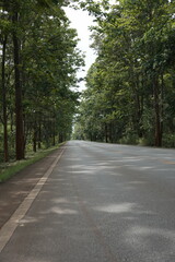 The road winds through a valley, surrounded by towering mountains. Trees line both sides, their green leaves gently swaying, creating a peaceful nature trail amidst stunning scenery.