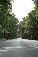 Obraz premium The road winds through a valley, surrounded by towering mountains. Trees line both sides, their green leaves gently swaying, creating a peaceful nature trail amidst stunning scenery.
