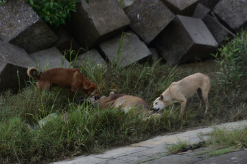 Two dogs eat the carcass of a dead cow