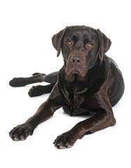 Fototapeta premium Chocolate Labrador Lying Down