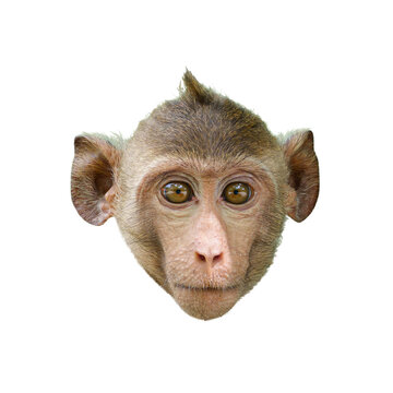 Close-up front view of a Macaca or little brown monkey head, showing the face, eyes, nose, ears. It meets eyes and stares. Isolated on white background, clipping path, transparent for creative.