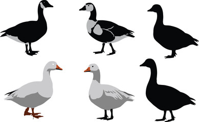Collection of goose illustrations with black silhouette and colored designs, vector waterfowl artwork for wildlife nature farm animal decoration isolated