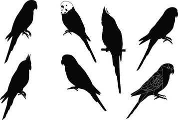 Collection of parrot and cockatiel bird silhouettes with outline drawings, vector illustrations for wildlife, pets, exotic animals, and decorative design.