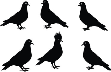 Collection of pigeon bird silhouette vector illustrations, including standing and crested variations, perfect for logos, designs, and decorative artwork.