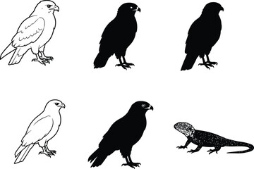 Set of eagle and hawk illustrations with perched poses, black silhouettes, line art, and detailed reptile lizard drawing for design.