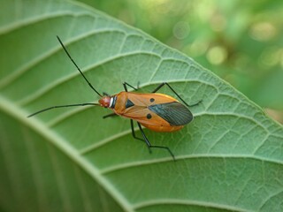 red cotton bug also has the scientific name Dysdercus cingulatus.