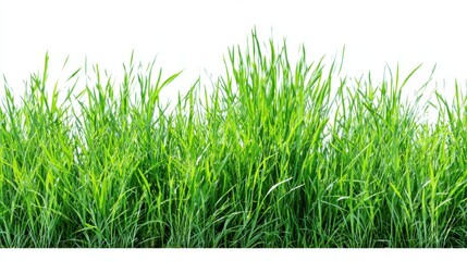 Fototapeta premium Bright green grass stretches across the field in perfect sunlight ideal for various outdoor activities such as picnics sports or gardening.