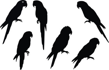Vector set of parrot silhouette illustrations showing perched tropical bird poses, exotic macaw artwork, wildlife animal design for stock content.