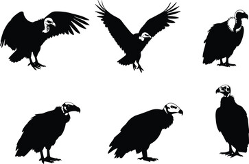 Vulture vector silhouette collection featuring perched and flying scavenger birds, detailed predator artwork for wildlife, jungle nature, exotic animal design.