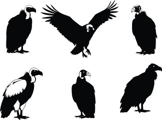 Vulture vector silhouettes set with flying and perched birds, detailed scavenger artwork for wildlife, predator design, jungle nature drawing and decoration.