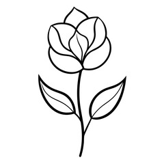 black and white rose