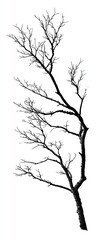 Obraz premium Silhouetted bare tree branch against white background