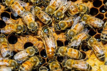 close-up view of honeybees on a honeycomb. At the center of the photo, the queen bee can be identified, 