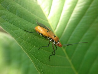 red cotton bug also has the scientific name Dysdercus cingulatus.