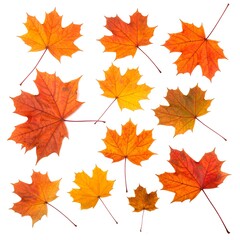 Fototapeta premium Autumn maple leaves against white