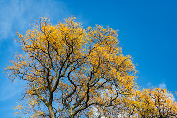 Autumnal season in park. Seasonal leaves and tree. Natural autumn. Autumn beauty of nature. Fall season. Nature in forest. Fall leaves in park. Autumn forest. Nature in fall season. Golden season