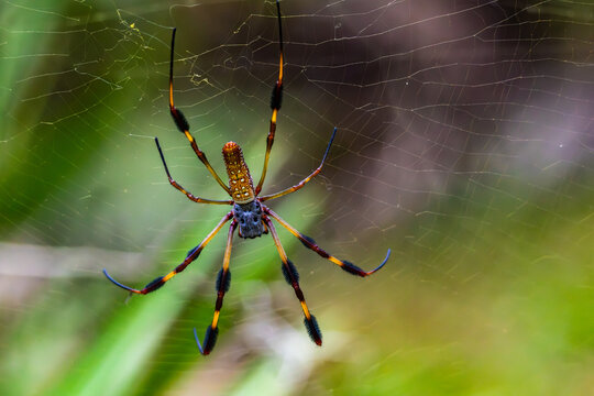 Golden silk Orb-weaver spider (Trichonephila clavipes) and its web captured in Oleno State Park in Florida