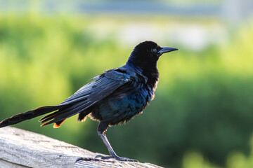 A boat-tailed grackle (Quiscalus major) at Payne's Prairie Preserve State Park in Gainesville, Florida