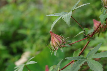 Hibiscus Surattensis Bud