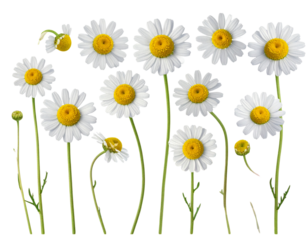 Colorful English Daisy PNG Collection Isolated