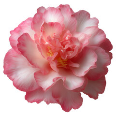 High-resolution close-up of a soft pink camellia/peony flower with layered petals and yellow stamens, isolated