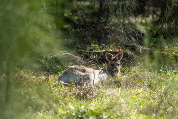 A eastern grey kangaroo resting in long grass in Queensland, Australia.